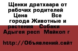 Щенки дратхаара от рабочих родителей › Цена ­ 22 000 - Все города Животные и растения » Собаки   . Адыгея респ.,Майкоп г.